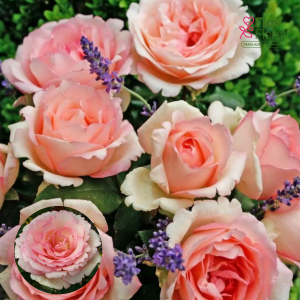 PV1154. Roze - Souvenir de Baden-Baden, 2l podā