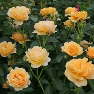 PV1155. Roze - Spotlight, 2l podā