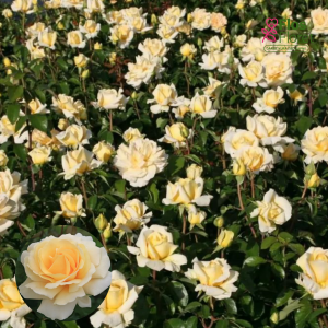 PV1158. Roze - Winter Sun, 2l podā