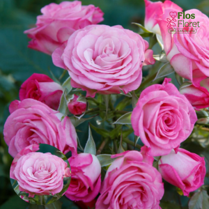 PV1159. Roze - Xenia, 2l podā