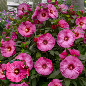PV1179. Hibisks -  Inner Gllow ( SUMMERIFIC) ZMC