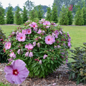 PV1180. Hibisks -  Lilac Crush ( SUMMERIFIC) ZMC