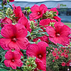 PV1182. Hibisks -  Summer Carnival ( SUMMERIFIC) ZMC
