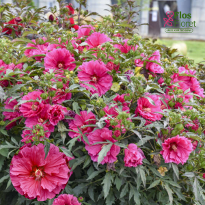 PV1183. Hibisks - Watermelon Ruffles ( SUMMERIFIC) ZMC