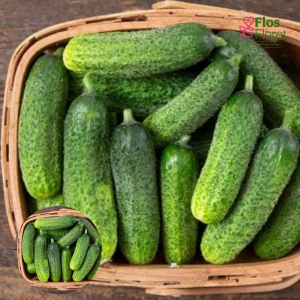 PV1184. Gurķis (potēts) - Pickling Diamant F1