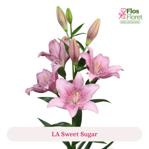 PV119. Lilija - LA Sweet Sugar