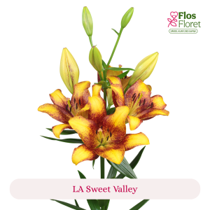 PV120. Lilija - LA Sweet Valley