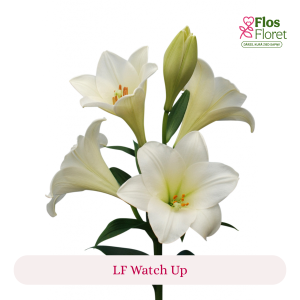 PV122. Lilija - LF Watch Up