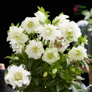PV1223. Sniega roze -  Double Ellen White