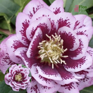 PV1226. Sniega roze -  Double Ellen Pink Spotted
