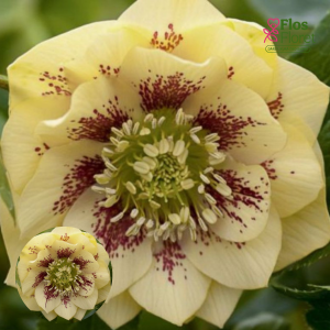 PV1231. Sniega roze -  Double Ellen Yellow Spotted