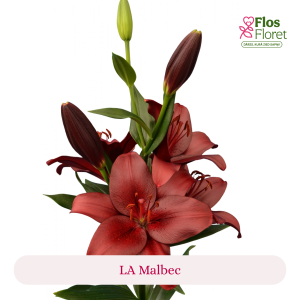 PV126. Lilija - LA Malbec