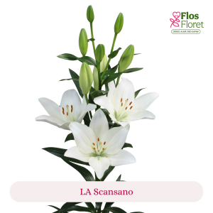 PV127. Lilija - LA Scansano