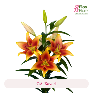 PV130. Lilija -  O.A. Kaveri