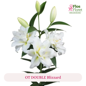 PV139. Lilija - OT DOUBLE  Blizzard