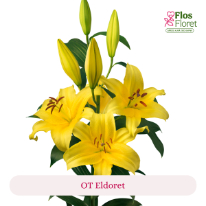 PV142. Lilija - OT Eldoret