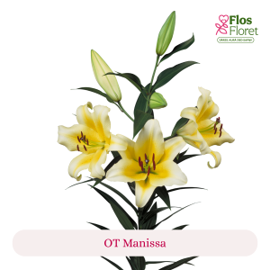PV143. Lilija - OT Manissa