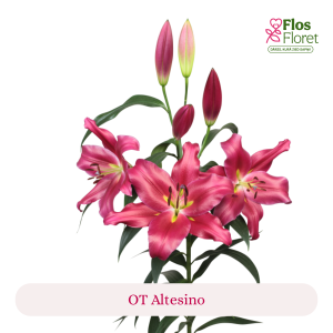 PV154. Lilija - OT Altesino