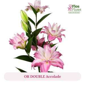 PV156. Lilija - OR DOUBLE  Accolade