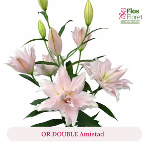 PV157. Lilija - OR DOUBLE  Amistad