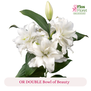 PV158. Lilija - OR DOUBLE  Bowl of Beauty