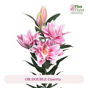 PV159. Lilija - OR DOUBLE  Caserta