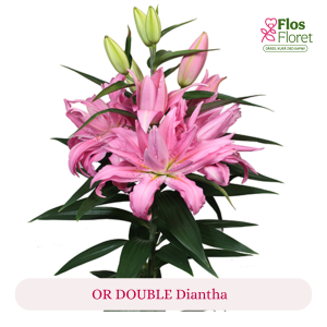 PV161. Lilija - OR DOUBLE  Diantha