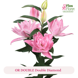 PV162. Lilija - OR DOUBLE  Double Diamond