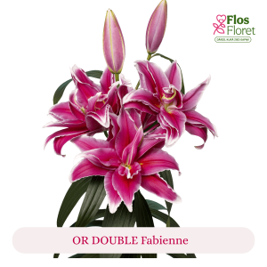 PV165. Lilija - OR DOUBLE  Fabienne