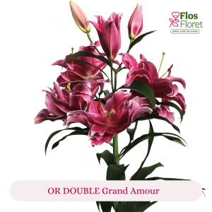 PV166. Lilija - OR DOUBLE  Grand Amour