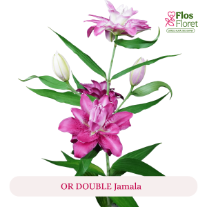 PV167. Lilija - OR DOUBLE  Jamala