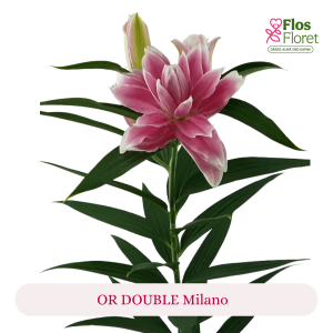 PV169. Lilija - OR DOUBLE  Milano
