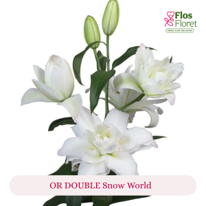 PV171. Lilija - OR DOUBLE  Snow World