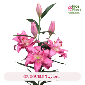 PV173. Lilija - OR DOUBLE  Twyford