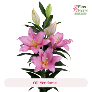 PV176. Lilija - OR Vendome