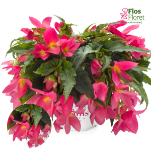 PV217. Begonija -  Waterfall Encanto Hot Pink (NOKARENA)