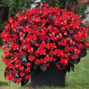 PV233. Begonija, augstā ledene -  Big Deluxxe Red Bronze Leaf