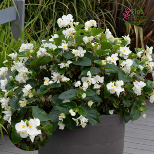 PV241. Begonija, augstā ledene -  Megawatt White Green Leaf