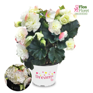 PV272. Begonija, solēnija -  BK Collection Chloe White Blush BEEL 4685