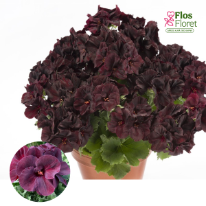 PV316. Lielziedu Pelargonija -  Aristo Black Velvet