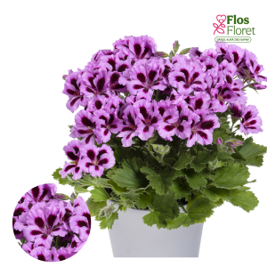 PV318. Lielziedu Pelargonija -  Aristo Lilac Purple