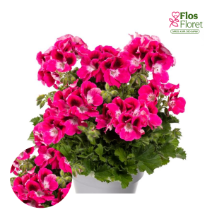 PV319. Lielziedu Pelargonija -  Aristo Magenta
