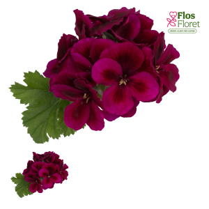 PV320. Lielziedu Pelargonija -  Candy Flowers Deep Violet