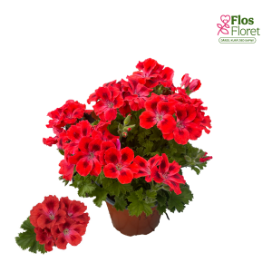 PV321. Lielziedu Pelargonija -  Candy Flowers Scarlet Eye
