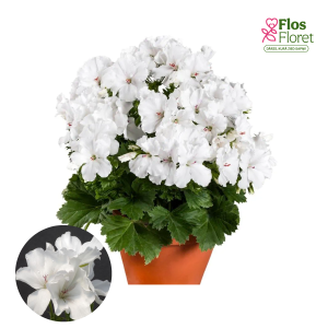PV322. Lielziedu Pelargonija -  Candy Flowers White