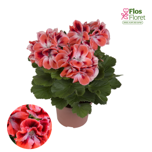 PV323. Lielziedu Pelargonija -  Mandarin