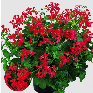 PV325. Vairogveida pelargonija -  Classic Single Ville de Paris Red