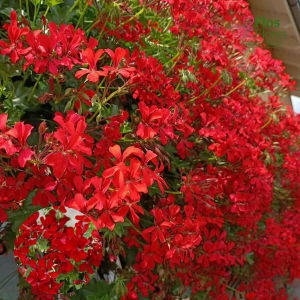 PV331. Vairogveida pelargonija -  Ville de Paris Rot (2 spr. šūnā)