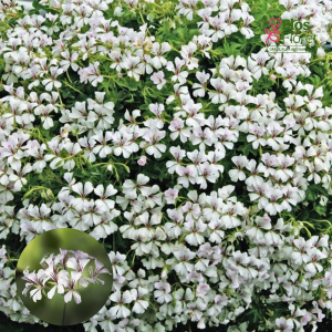 PV332. Vairogveida pelargonija -  Ville de Paris White