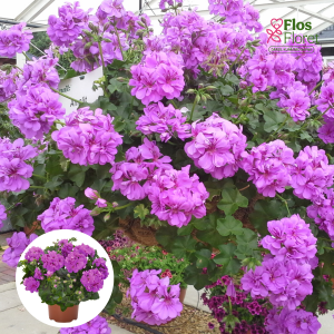 PV338. Vairogveida pelargonija -  Atlantic Blue